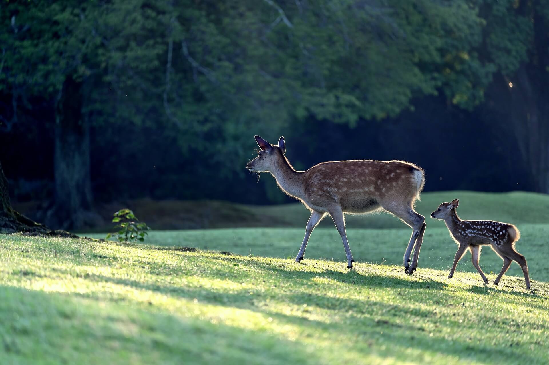 Nein zur Jagd Initiative